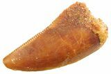 Serrated Raptor Tooth - Real Dinosaur Tooth #347052-1